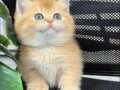 Golden Renginin En Nadiri Portakal British Shorthair