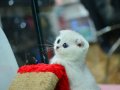 Silver scottish fold 