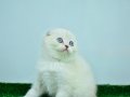 Silver scottish fold 