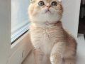Oynamaya Doyamayacağınız Ny 12 Golden Scottish Fold 