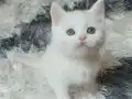 Ev Ortamında Safkan Whitte Albino Yavrular Dişi ve Erkek