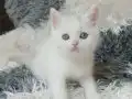 Ev Ortamında Safkan Whitte Albino Yavrular Dişi ve Erkek