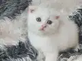 Ev Ortamında Safkan Whitte Albino Yavrular Dişi ve Erkek