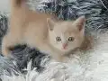 Ev Ortamında Safkan Whitte Albino Yavrular Dişi ve Erkek