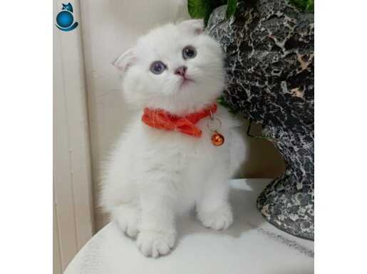 Dünyalar tatlısı kızımıza yuva arıyoruz (uyguna)