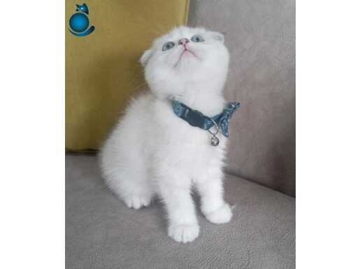 Dünyalar tatlısı oğlumuza yuva arıyoruz (uyguna)