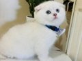Scottish Fold erkek yavrumuza yuva