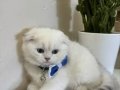 Scottish Fold erkek yavrumuza yuva