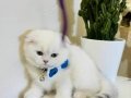 Scottish Fold erkek yavrumuza yuva