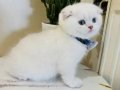 Scottish Fold erkek yavrumuza yuva