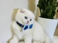 Scottish Fold erkek yavrumuza yuva