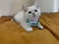 British Shorthair Erkek Yavrumuza Yuva (Uyguna)