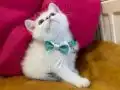 British Shorthair Erkek Yavrumuza Yuva (Uyguna)