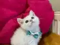 British Shorthair Erkek Yavrumuza Yuva (Uyguna)