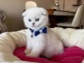 Scottish Fold Erkek Yavrumuza Yuva 