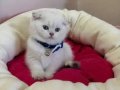 Scottish Fold Erkek Yavrumuza Yuva 