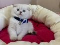 Scottish Fold Erkek Yavrumuza Yuva 