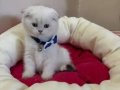 Scottish Fold Erkek Yavrumuza Yuva 