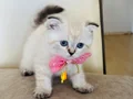Scottish Fold Dişi Yavrumuza Yuva Uyguna