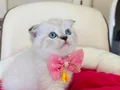 Scottish Fold Dişi Yavrumuza Yuva Uyguna
