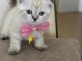 Scottish Fold Dişi Yavrumuza Yuva Uyguna
