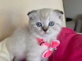 Scottish Fold Dişi Yavrumuza Yuva Uyguna