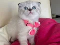 Scottish Fold Dişi Yavrumuza Yuva Uyguna