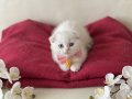 Scottish Fold Dişi Yavrumuza Yuva Uyguna 