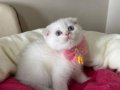 Scottish Fold Dişi Yavrumuza Yuva Uyguna 