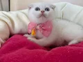 Scottish Fold Dişi Yavrumuza Yuva Uyguna 