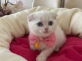 Scottish Fold Dişi Yavrumuza Yuva Uyguna 