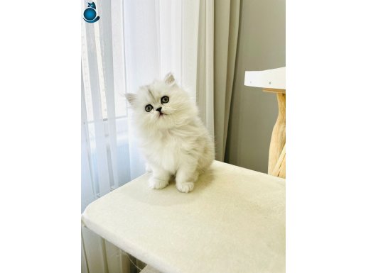 safkan chinchilla silver prens