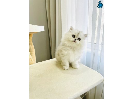 chinchilla safkan erkek