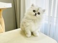chinchilla safkan erkek