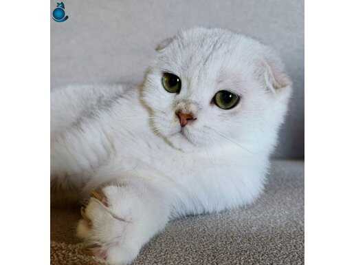 Scottish Fold Short Hair BS 11 secereli erkek