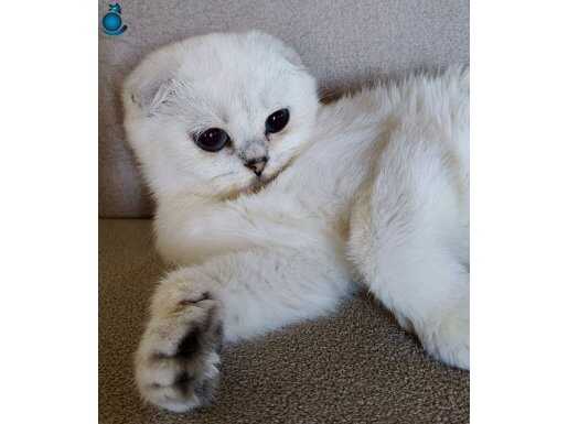 Scottish Fold Shorthair NS 12 33 dişi