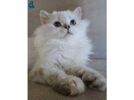 Scottish straight long Hair As 11 33 secereli erkek