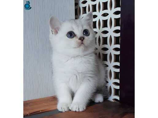 Scottish straight shorthair ns 11 dişi 