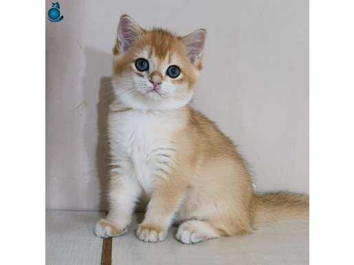 Scottish straight ny 12 erkek