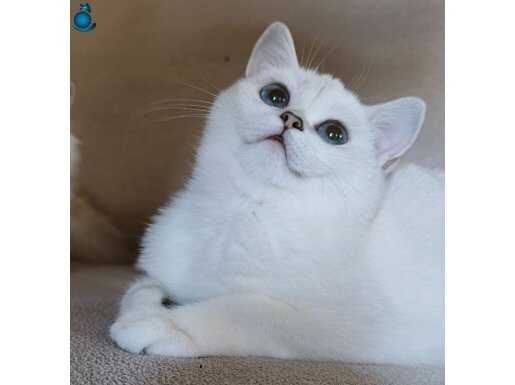 Scottish straigth Shorthair As 12 33 secereli dişi