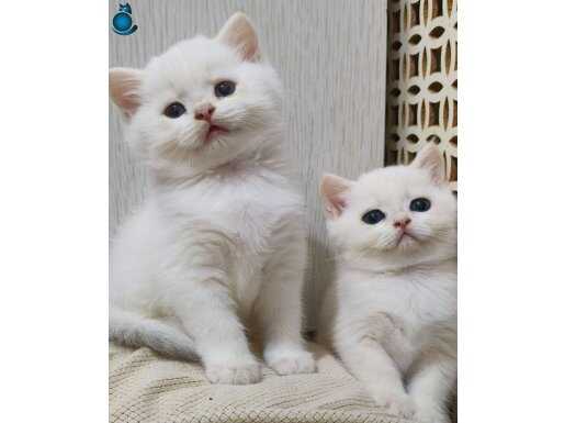 Scottish staight Golden point erkek kardeşler