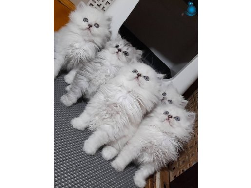 Scottish straight longhair silverpoint erkek kardeşler 