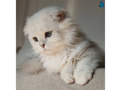 Scottish Fold long Hair As 12 33 secereli erkek