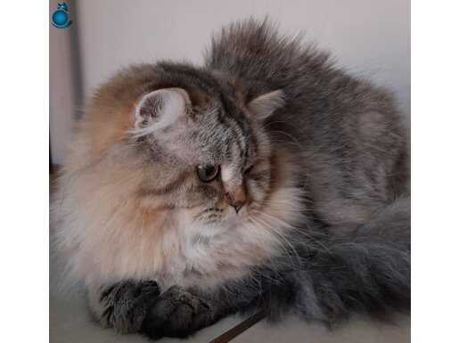 Scottish straight n25 longhair erkek