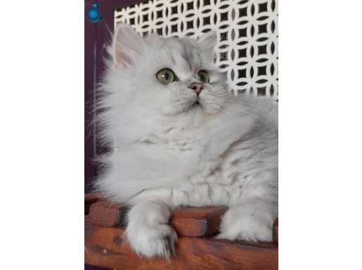Scottish straight ns 25 longhair erkek