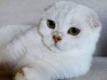 Scottish Fold Short Hair BS  11 secereli erkek