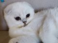 Scottish Fold Shorthair NS 12 33 dişi