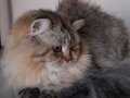 Scottish straight n25 longhair erkek
