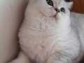 Scottish straight shorthair ns 11 erkek