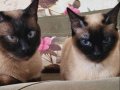 CAN DOSTLARIM RAMBO ve KARAMEL